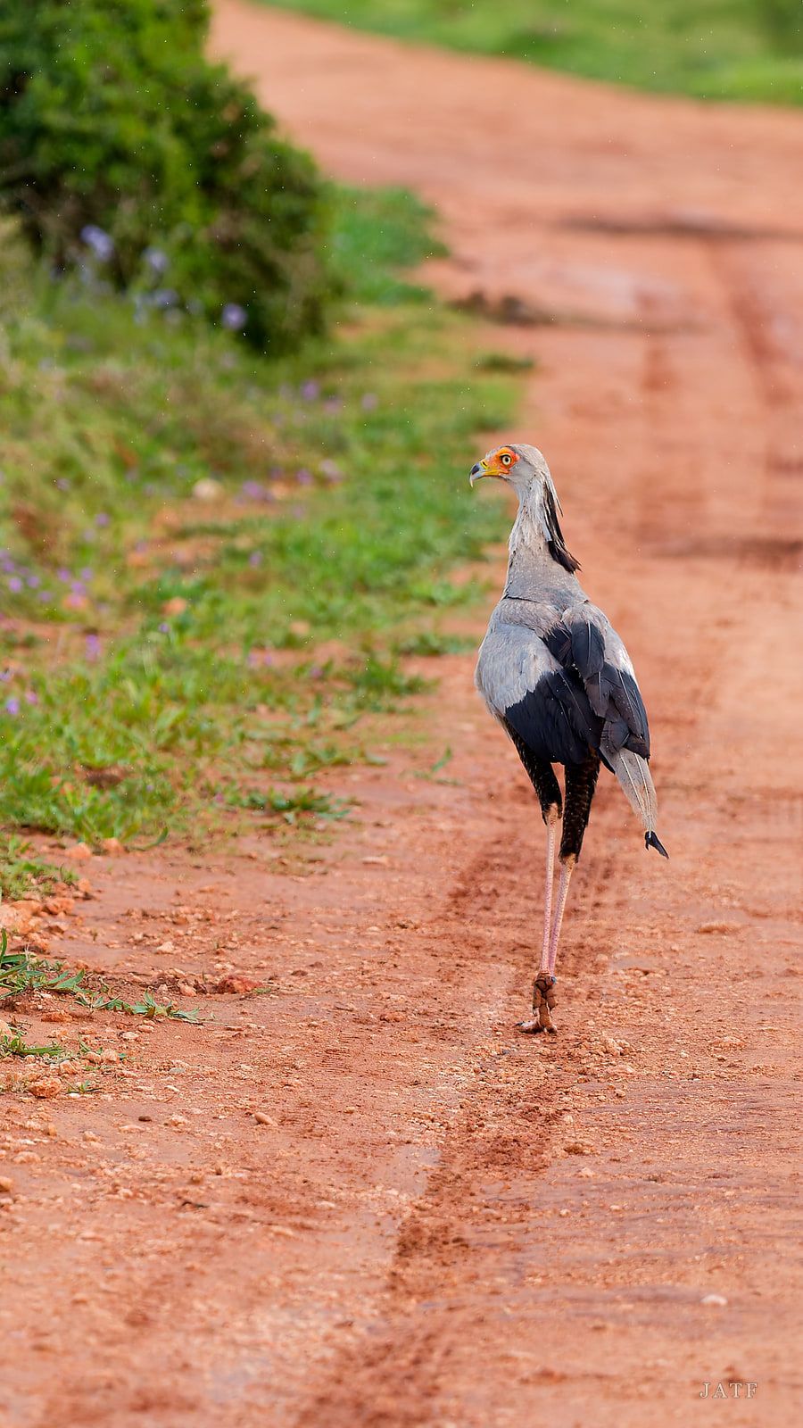 Secretary bird striding along a red earth road, wings folded, crest feathers raised