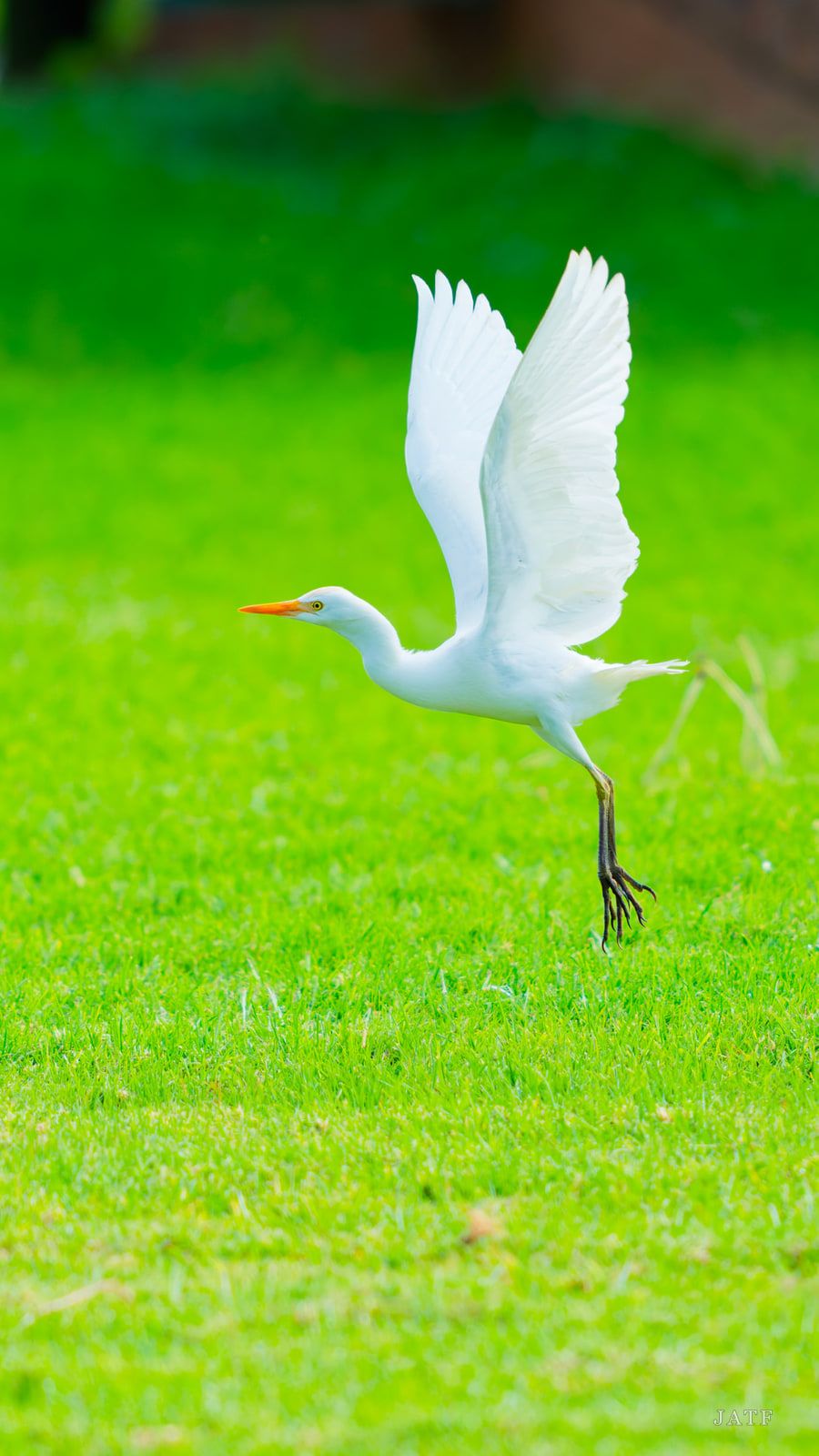 White egret lifting off from bright green grass, wings raised, legs trailing