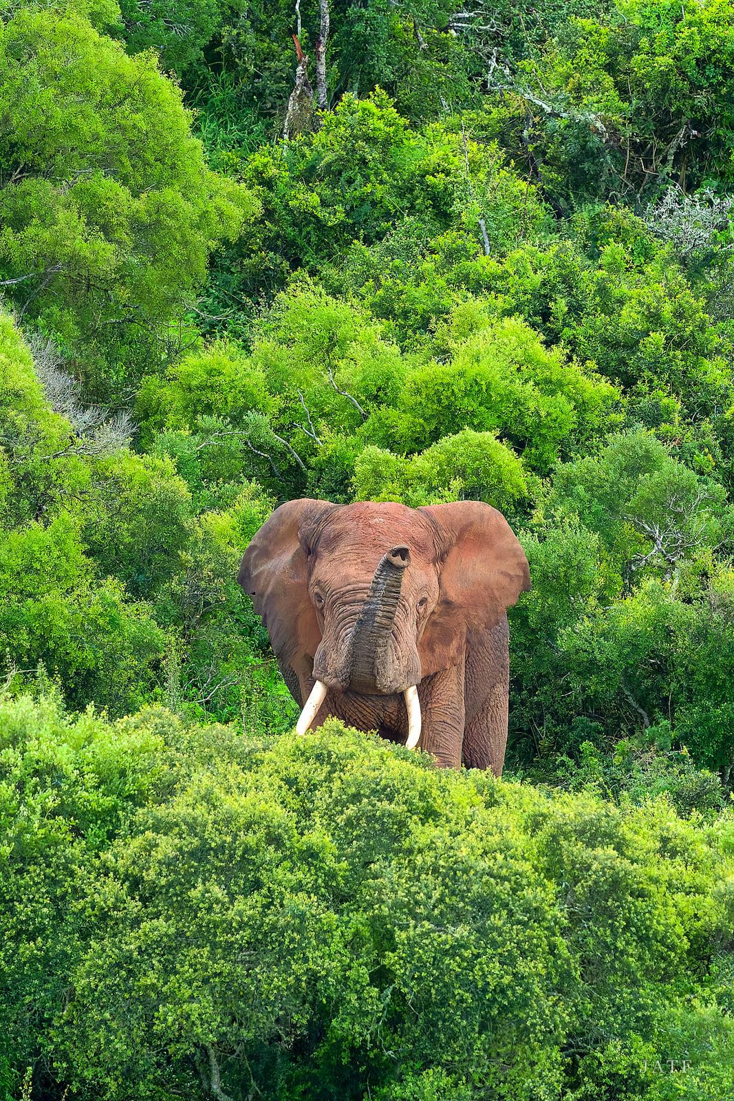 Elephant with long tusks emerging from dense green thicket