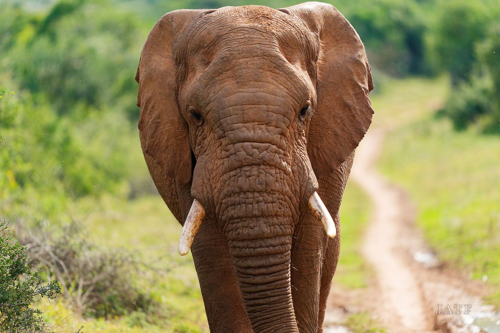 Bull elephant walking directly down a dirt track, ears spread, tusks catching the light