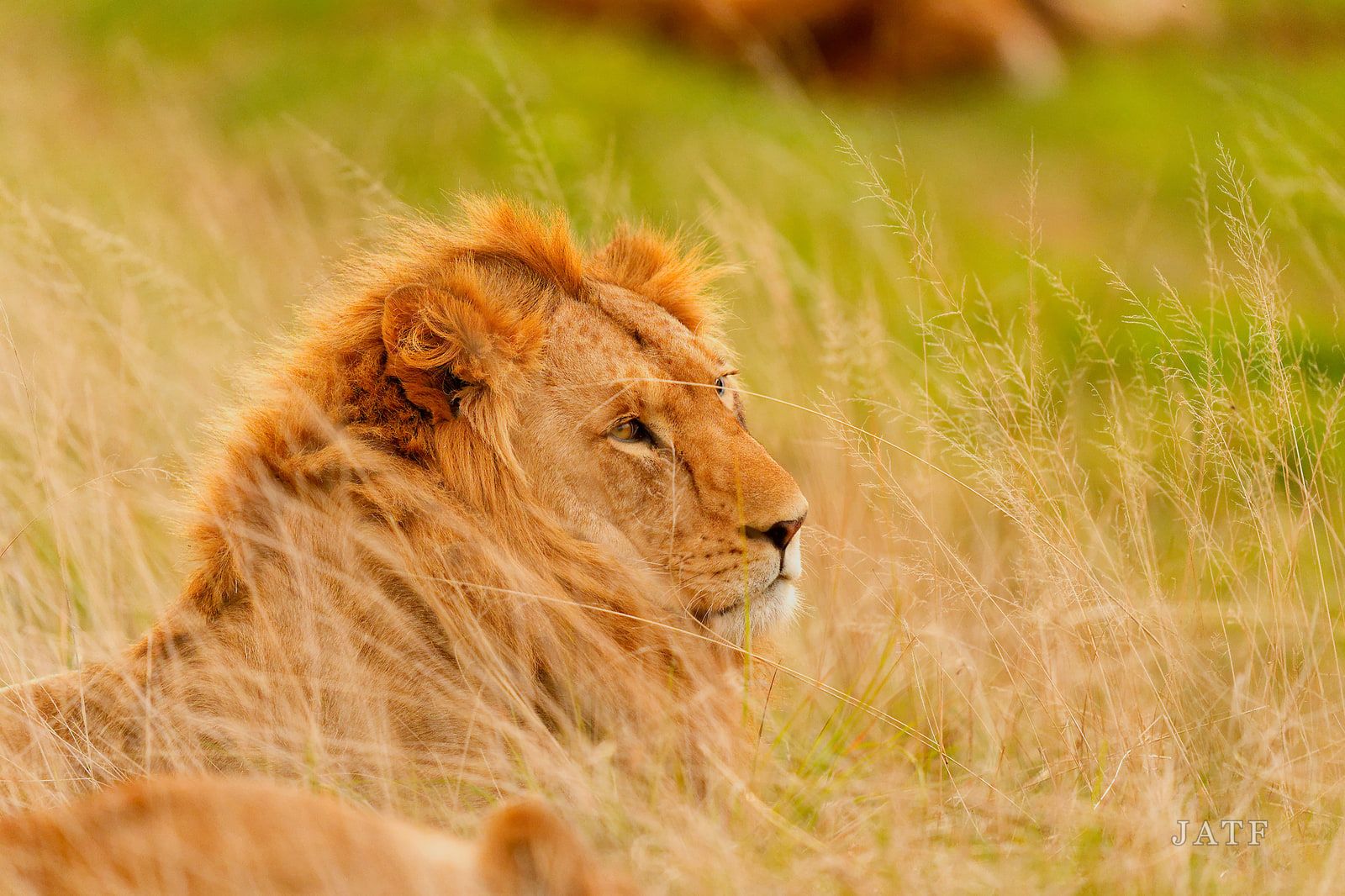 Male lion lying in tall golden grass, head in profile, mane lit from the side