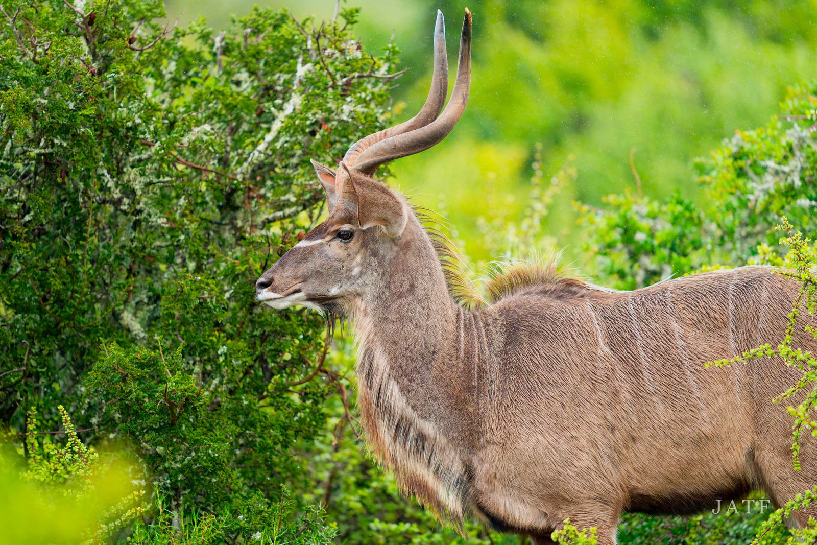 Nyala bull at the edge of dense scrub, spiral horns swept back, head in profile