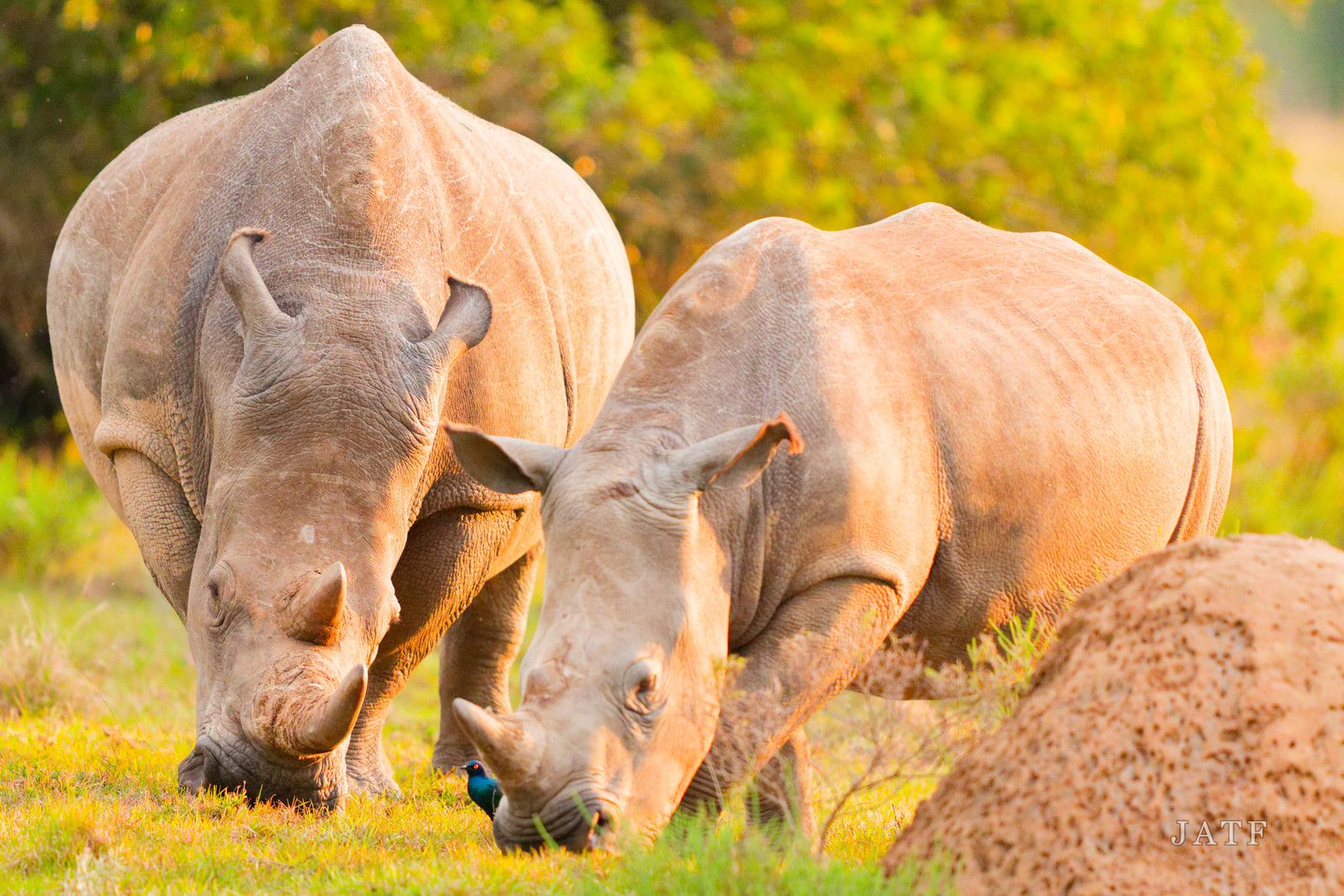 A small iridescent blue bird standing in the grass between two grazing white rhinos